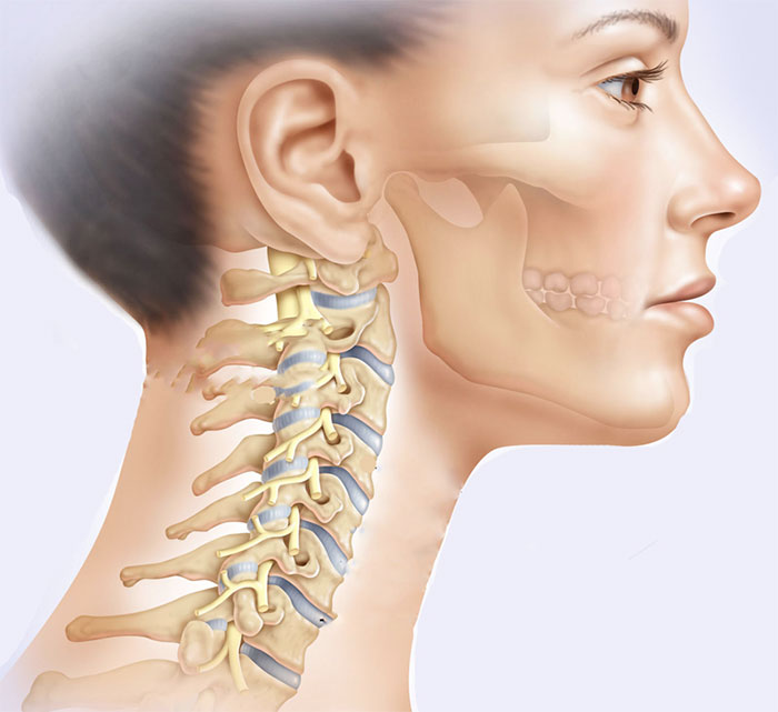 Шейные Позвонки Человека Фото